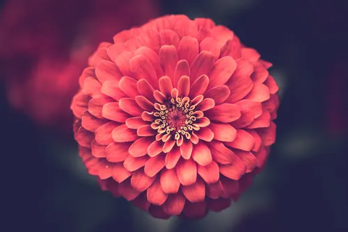 цветок, растение, розовые, красные