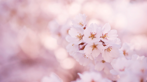 сакура, лепестки, цветы, розовые, природа