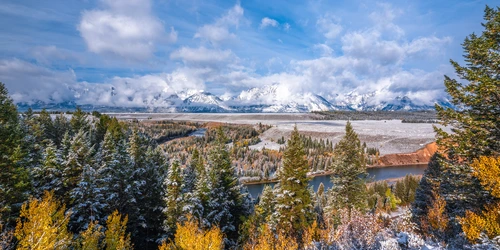 снег, поле, лес, деревья, зеленые, коричневые, белые, панорама