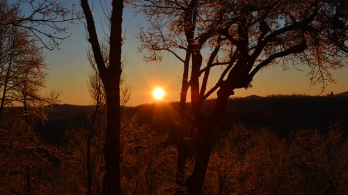 горизонт, лес, закат, солнце, деревья, коричневые