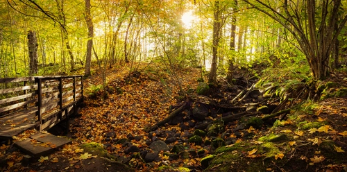 лес, деревья, листья, мостик, камни, зелёные, коричневые
