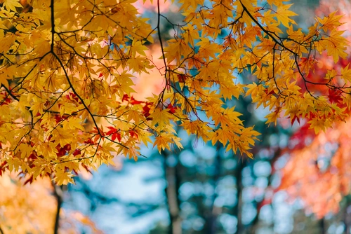 листья, ветви, природа, осень, голубые, коричневые