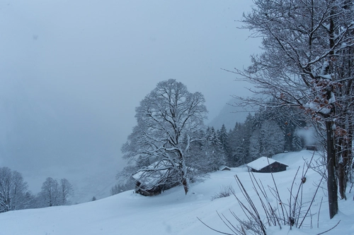 туман, лес, склон, зима, серые, белые