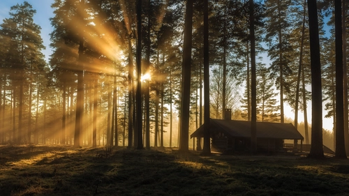 дом, лес, природа, деревья, туман, зеленые, коричневые
