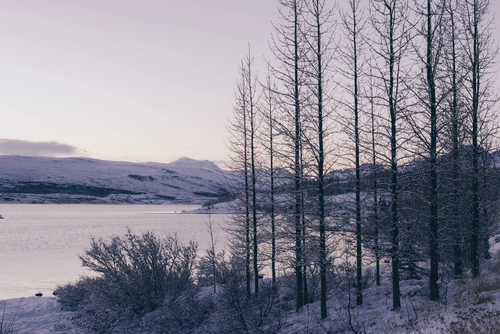 деревья, поле, лес, зима, розовые, белые