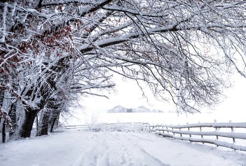 забор, зима, снег, дерево, белые, черные