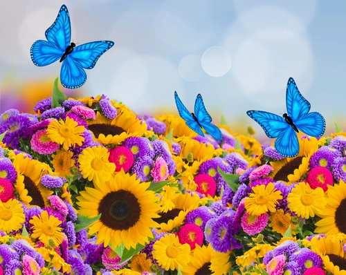 цветы, природа, бабочка, ромашки, розовые, желтые