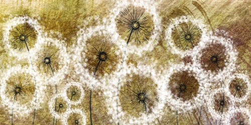 одуванчики, рисунок, жёлтые, коричневые, бежевые, белые
