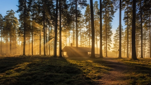 желтые, коричневые, лес, рассвет, свет, деревья