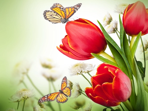 тюльпаны, цветы, бабочки, зеленые, красные, белые
