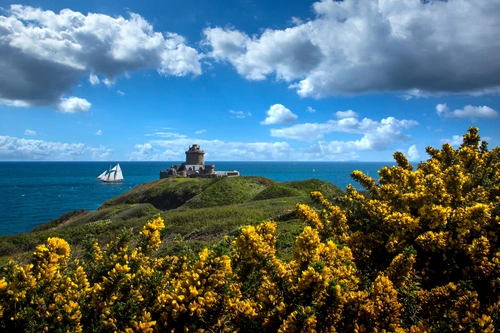 цветы, маяк, франция, утес, желтые, зеленые, синие