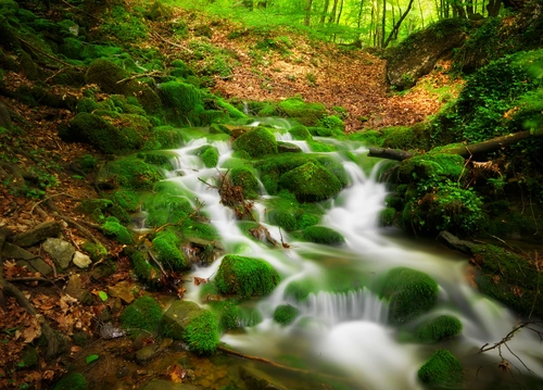 ручей, камни, лес, мох, природа, зеленые, белые