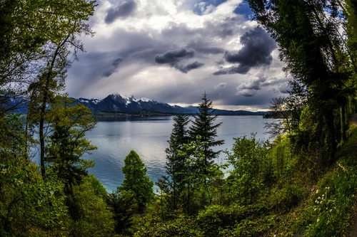 ель, лес, деревья, озеро, берег, облака, отражение, швейцария, серые, зеленые, синие