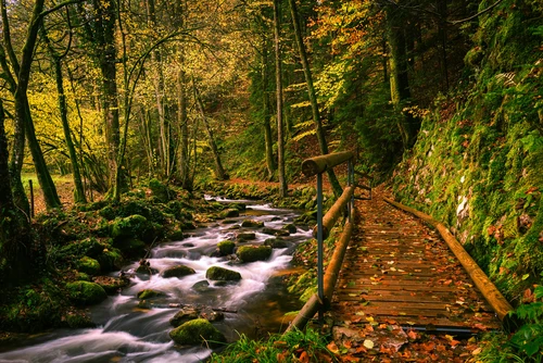 ручей, лес, природа, деревья, зеленые, коричневые, белые