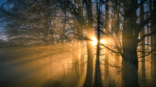 лес, деревья, природа, коричневые, желтые