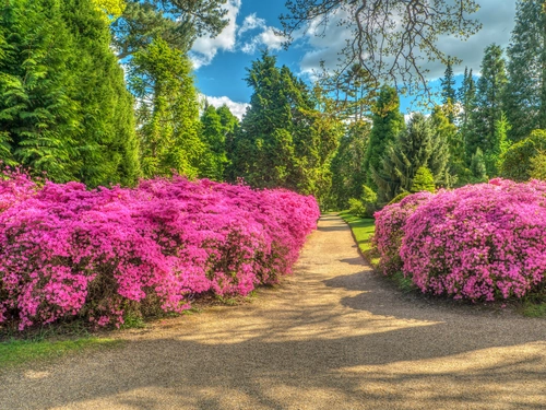 кусты, парк, сад, англия, розовые, коричневые, зеленые