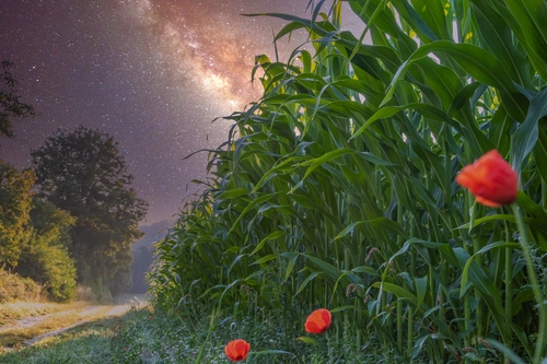 ночь, звезды, маки, цветы, растения, зелень, лес, деревья, сиреневые, зеленые, красные, бежевые, желтые