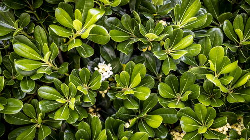 листья, природа, зеленые, растения, фотография