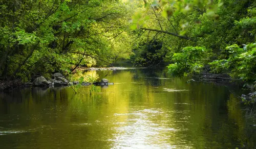 вода, река, природа, деревья, зелёные, жёлтые