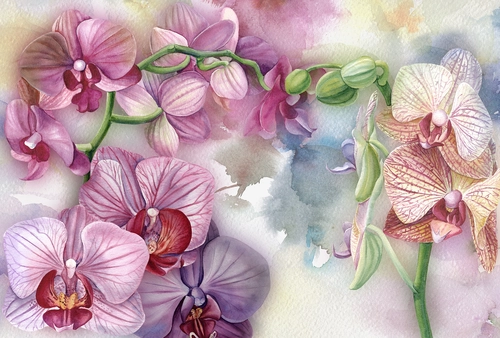 рисунок, цветы, орхидеи, бутоны, листья, розовые, зелёные