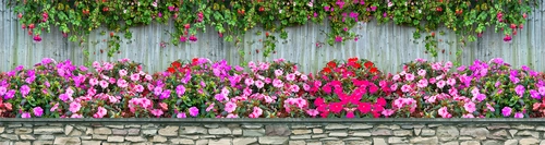 забор, цветы, камни, серые, розовые, красные, зелёные