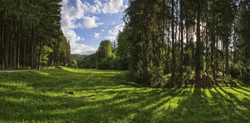 лес, поляна, деревья, панорама, зеленые, белые, черные