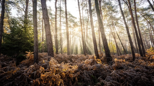 кусты, цветы, деревья, лес, природа, коричневые, белые