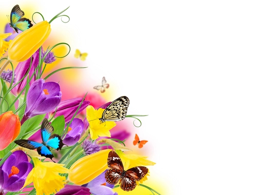 тюльпаны, цветы, бабочка, желтые, фиолетовые, белые