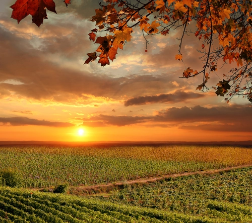 поле, закат, дерево, природа, красные, зеленые, желтые, коричневые