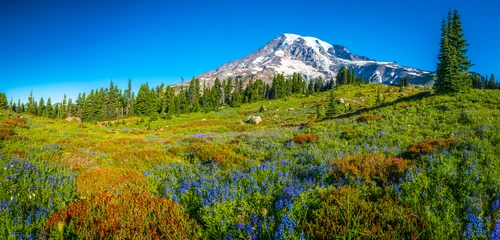 поле, лес, горы, природа, зеленые, синие, фиолетовые, панорама
