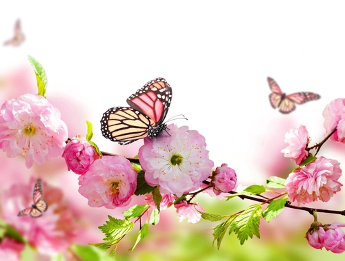 ветвь, бабочка, цветы, природа, розовые, белые, зеленые