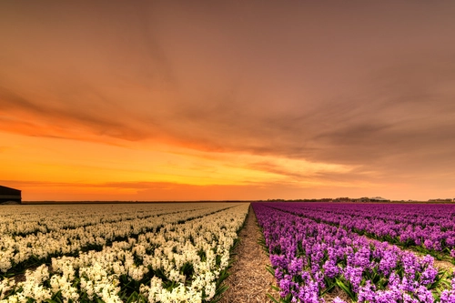 поле, цветы, закат, природа, бежевые, розовые, оранжевые