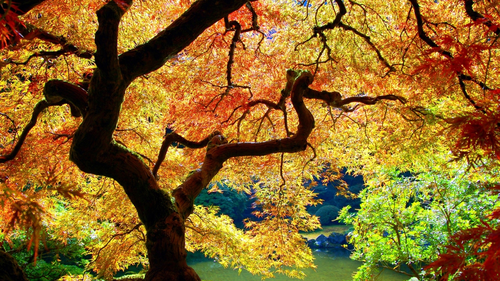 осень, деревья, кусты, река, камни, лес, листья, коричневые, жёлтые