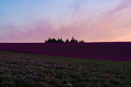 небо, деревья, поле, цветы, облака, зелёные, фиолетовые, голубые, розовые