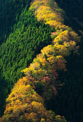 горы, лес, япония, зеленые, деревья, желтые