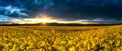 поле, цветы, природа, закат, панорама, желтые, серые