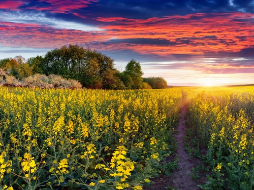 цветы, природа, поле, закат, желтые, зеленые, бежевые