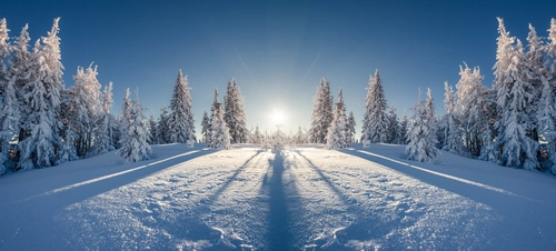 лес, деревья, солнце, зима, белые, синие, желтые