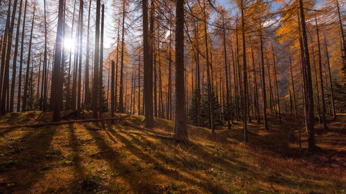 осень, лес, оранжевые, коричневые, природа