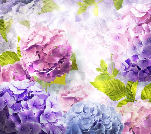 растения, цветы, листья, лепестки, фиолетовые, зелёные