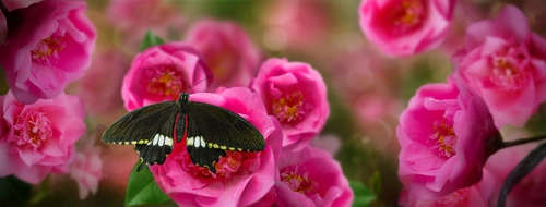 цветы, роза, бабочка, розовые, зеленые, лепестки