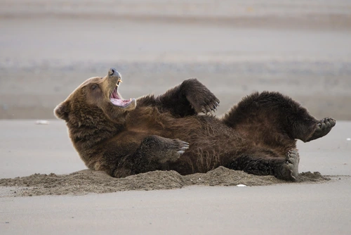 медведь, пляж, коричневые, бежевые, животные, хищник