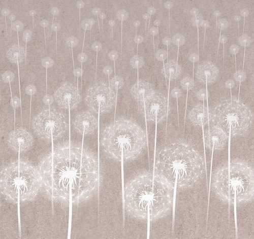 растение, цветы, одуванчики, белые, бежевые