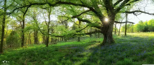 парк, дерево, лес, зеленые, природа, желтые