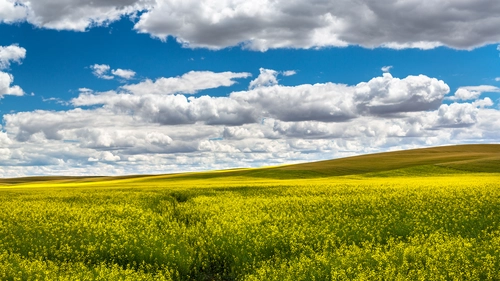 поле, луг, холмы, облака, синие, зеленые, желтые