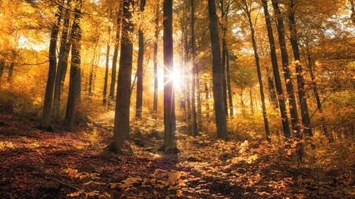 осень, лес, деревья, оранжевые, природа, свет