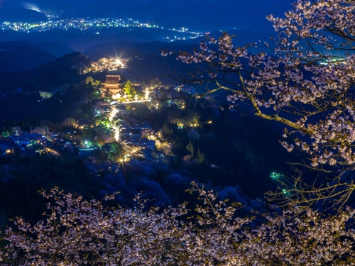 сакура, город, ночь, синие, желтые, япония