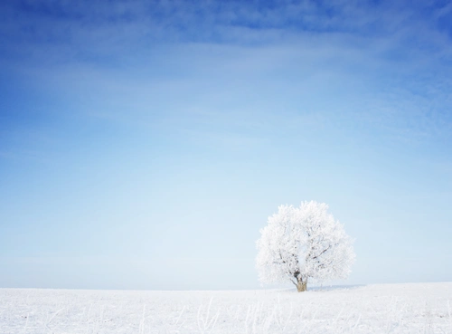 дерево, снег, зима, белые, голубые, синие