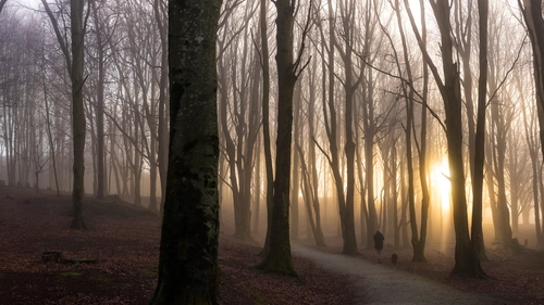 туман, деревья, лес, серые, темные