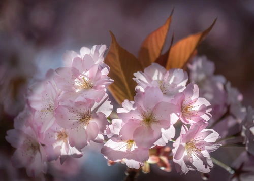 цветы, растение, природа, коричневые, розовые